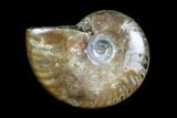Iridescent, Red Flash Ammonite - Madagascar #82433-1
